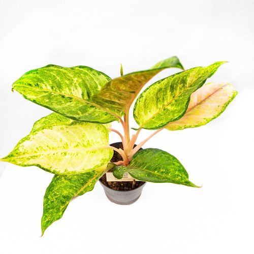 Аглаонема Корн Силк Aglaonema Corn Silk 30/12 (Н)