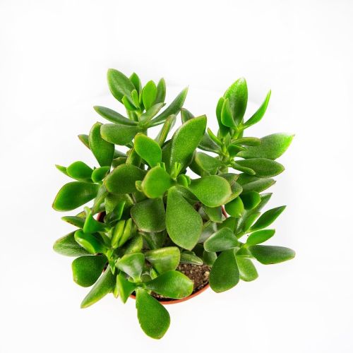 Толстянка Крассула Дарк Crassula Durk 30/14 (Н)