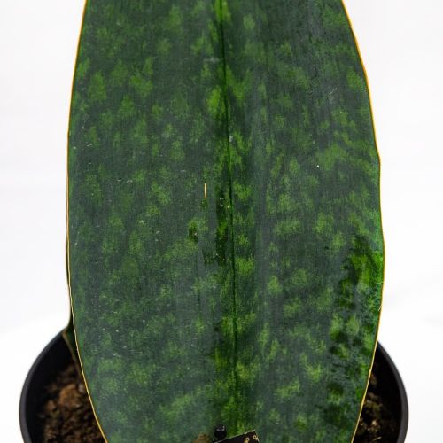 Сансевиерия Биг Ливс Грин Sansevieria Big Leaves Green 50/19 (Н)