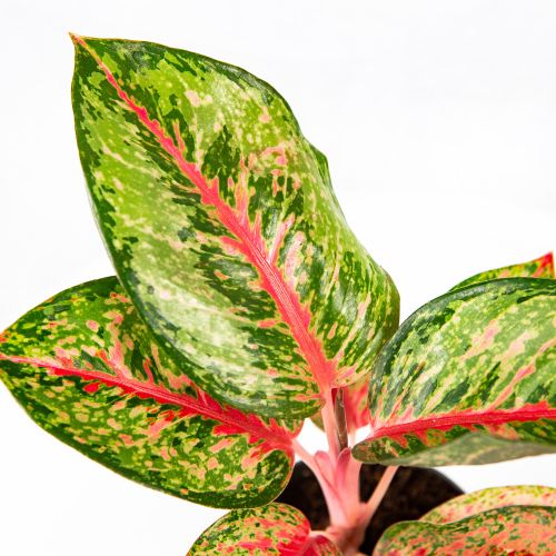 Аглаонема Aglaonema Paradise Red 40/12