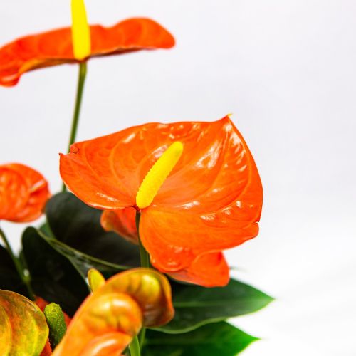 Антуриум Андре Оранж Чемпион Anthurium andraeanum Orange Champion 7+ 45/14 (Н)