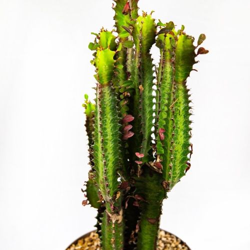 Молочай треугольный Рубра Euphorbia trigona Rubra 50/19 (Н)