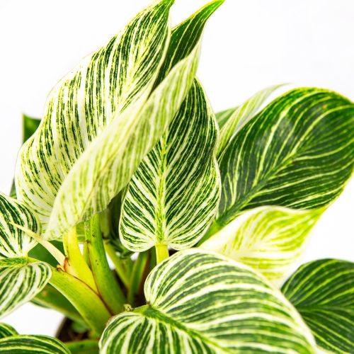 Филодендрон Вайт вейв Philodendron White Wave 30/15 (Н)