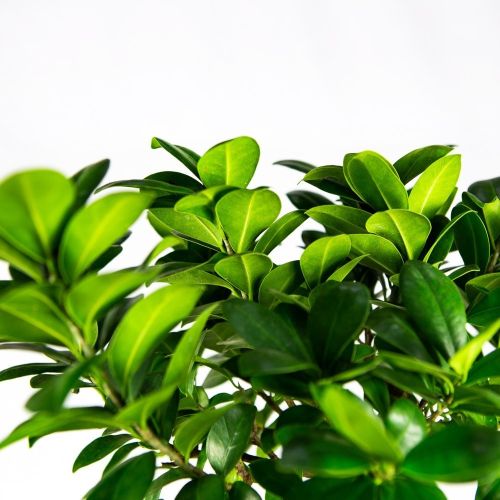 Фикус гинсенг в пластиковом горшке S-образный Ficus Ginseng In Plastic Pot S-shape 80/24 (Н)