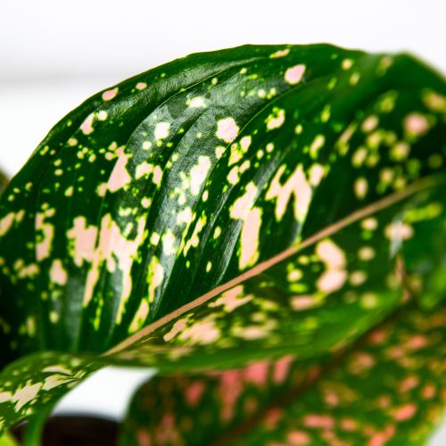 Аглаонема Пинк Леопард Aglaonema Pink Leopard 30/12 (Н)