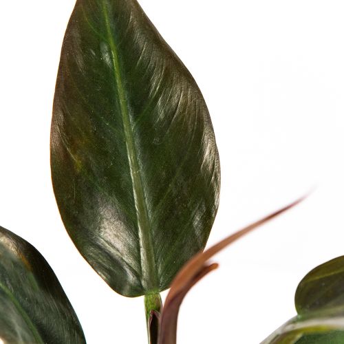 Филодендрон Империал Ред Philodendron Imperial Red 35/14