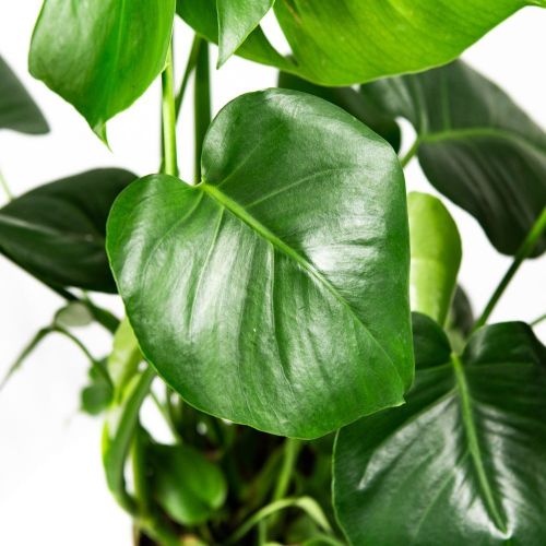 Монстера деликатесная куст Monstera deliciosa bush 70/19 (Н)