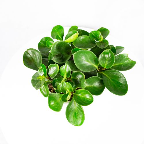 Пеперомия микс п/к  Peperomia mix 2,5л