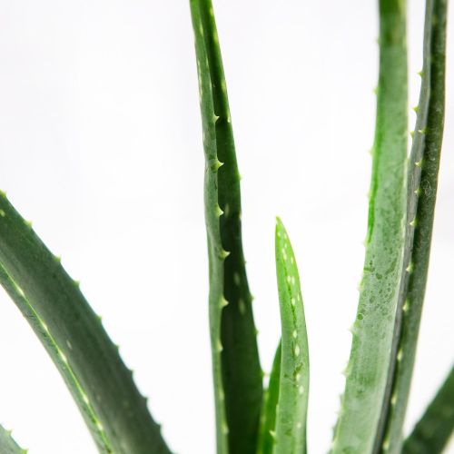 Алоэ настоящее Aloe vera 35/10 (Н)