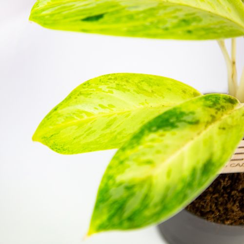 Аглаонема Артик Лайм Aglaonema Arctic Lime 30/12 (Н)