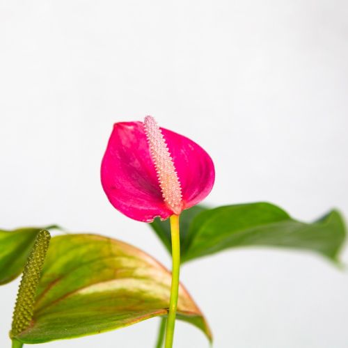 Антуриум Андре Карма Джоли Дуо Anthurium andraeanum Karma Joli Duo  55/17 (Н)