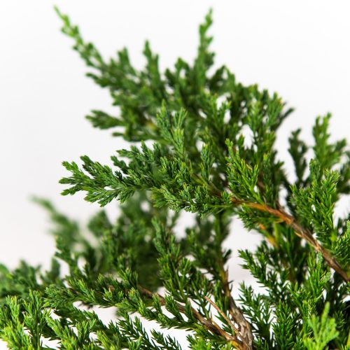 Можжевельник горизонтальный Принц Уэльский Juniperus horizontalis Prince of Wales 10л (ЗК)