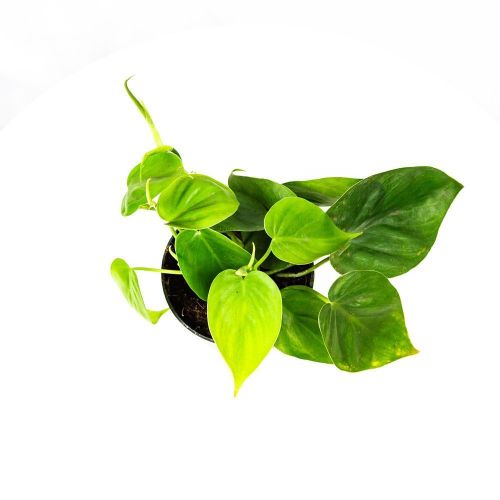 Филодендрон лазящий Philodendron scandens 15/12