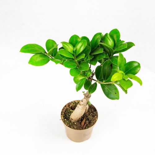 Фикус гинсенг микс Ficus ginseng mix 30/9 (Н)