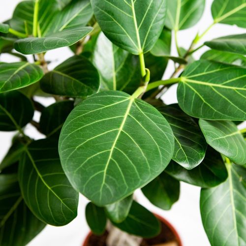 Фикус бенгальский переплетенный Ficus benghalensis twisted stem 110/27 (Н)