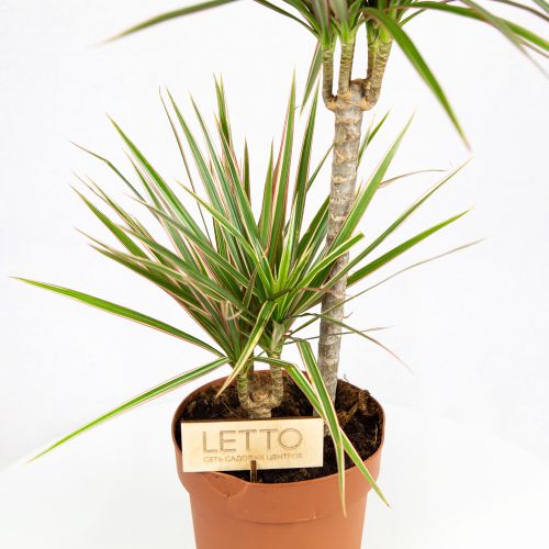 Драцена Биколор Dracaena Bicolor 30-10 75/17