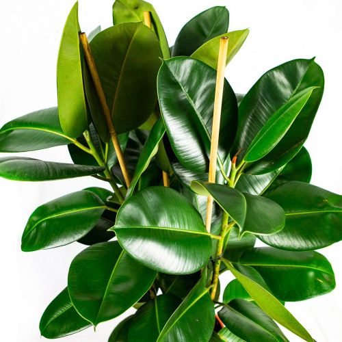 Фикус каучуконосный Робуста 3 ствола Ficus elastica Robusta 3 pp 115/27