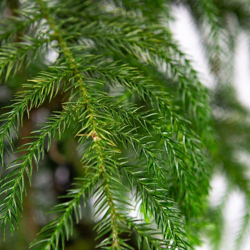 Араукария разнолистная Araucaria heterophylla 3 pp 65/19 (Н)