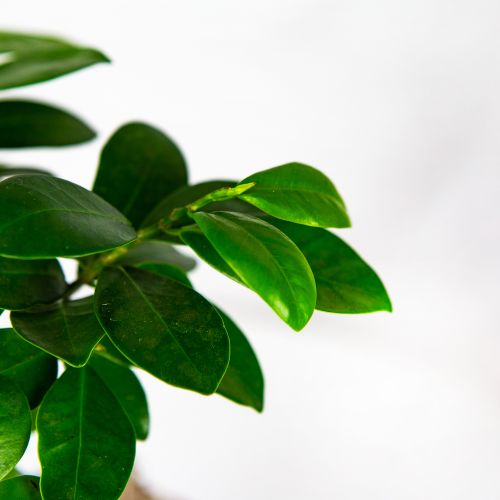 Фикус гинсенг Ficus ginseng 40/17 (Н)