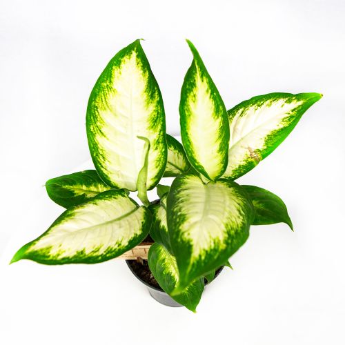 Диффенбахия Камилла Dieffenbachia Camilla 35/14 2рр