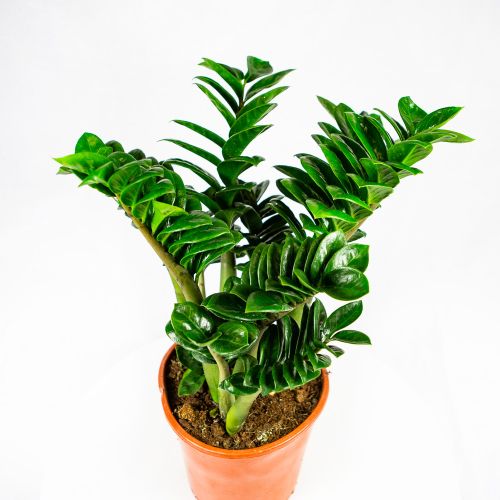 Замиокулькас Зензи Zamioculcas Zenzi  60/21