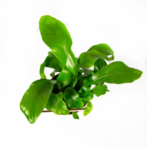 Асплениум микс Asplenium mix 30/12