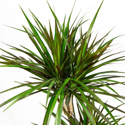 Драцена маргината Маджента Dracaena magenta 2рр 45-10 d19 (Н)