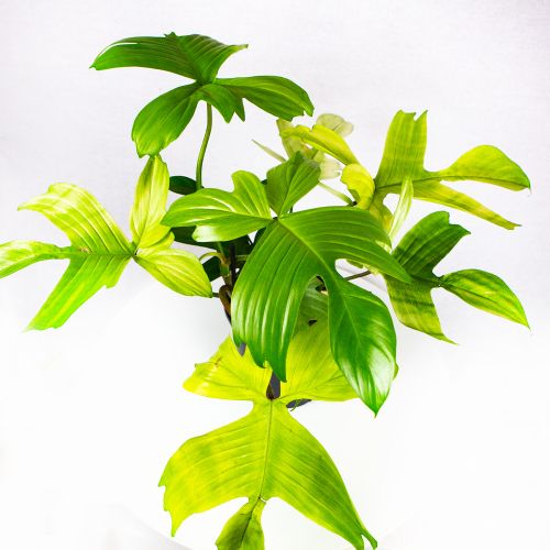 Филодендрон Флорида Гхост Philodendron Florida Ghost 70/19