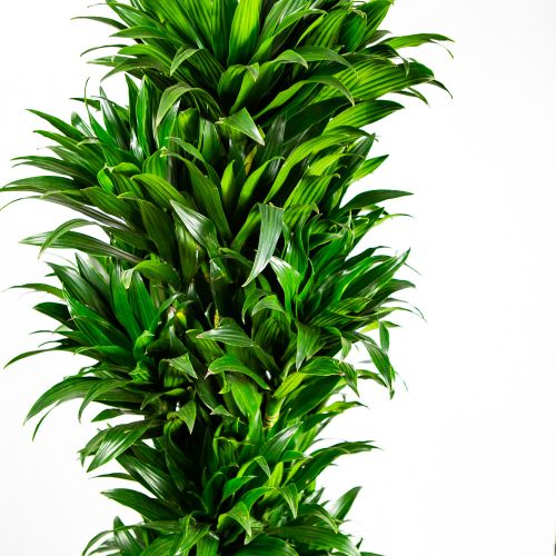 Драцена Компакта разветвленная Dracaena Compacta branched 170/34