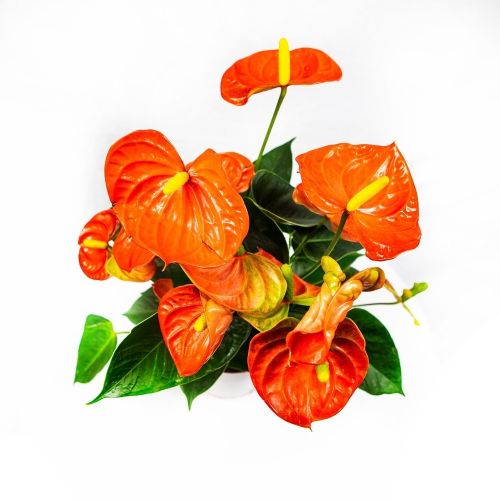 Антуриум Андре Оранж Чемпион Anthurium andraeanum Orange Champion 7+ 45/14 (Н)