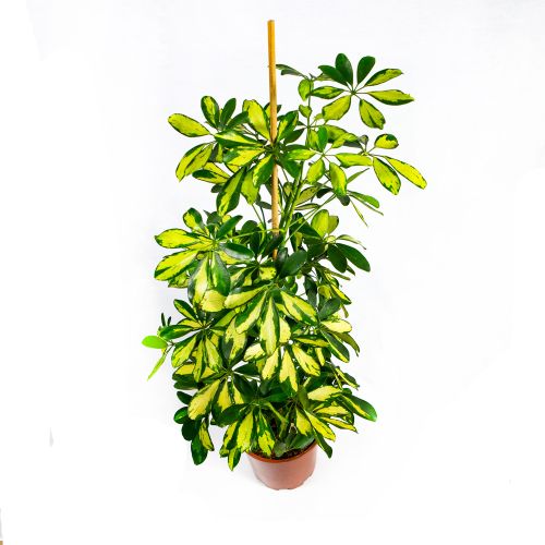 Шеффлера древесная Далтон Schefflera arboricola Dalton 105/21