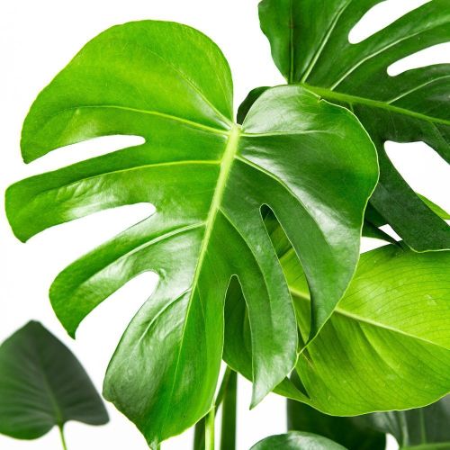 Монстера деликатесная куст Monstera deliciosa bush 70/19 (Н)