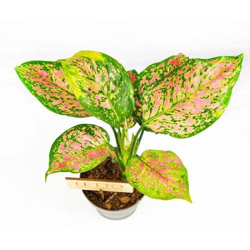 Аглаонема Кримсон Лав Aglaonema Crimson Love 35/12 (Н)