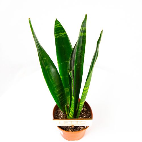 Сансевиерия Блэк Корал Sansevieria Black Coral 35/12 (Н)