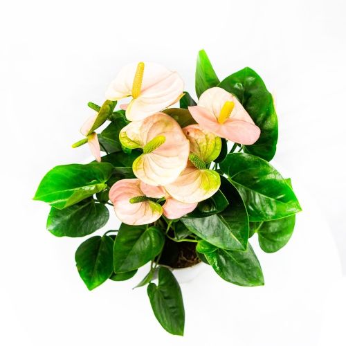 Антуриум Спирит Anthurium andraeanum Spirit 5+ 50/14 (Н)