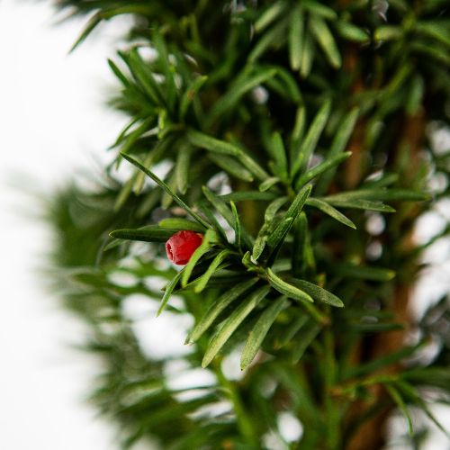 Тис ягодный Фастигиата Робуста 80/+ Taxus baccata Fastigiata Robusta 7,5л (Н)