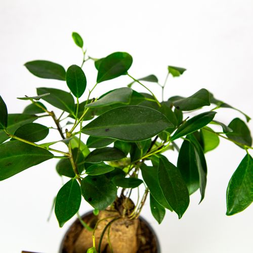 Фикус гинсенг Ficus ginseng 30/12