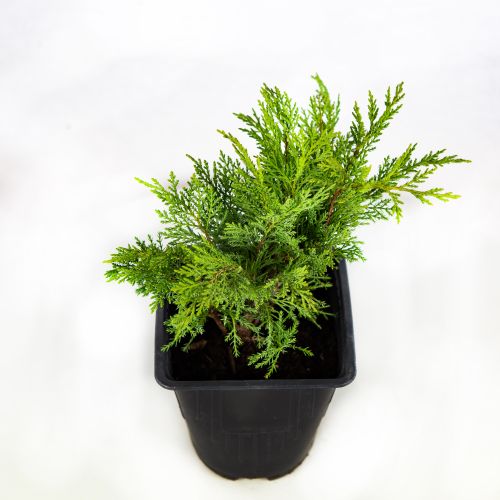 Можжевельник казацкий Тамарисцифолия Juniperus sabina Tamariscifolia 2л (ЗК)