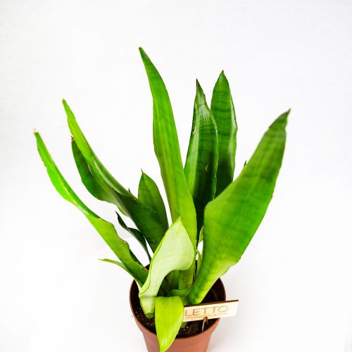 Сансевиерия Муншайн Sansevieria Moonshine 50/17