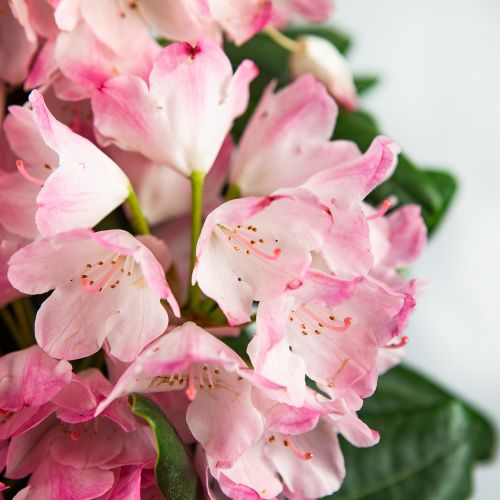 Рододендрон МИКС СОРТОВ 9лт 50/70  Rhododendron MIX VARIETES (И)