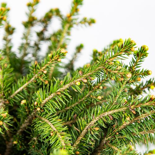 Ель обыкновенная Нидиформис 40/50 Picea abies Nidiformis 5л (Н)