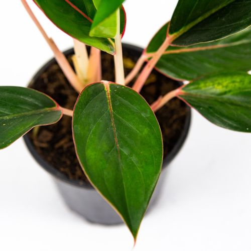 Аглаонема Мистерио Aglaonema Misterio 40/13 (Н)