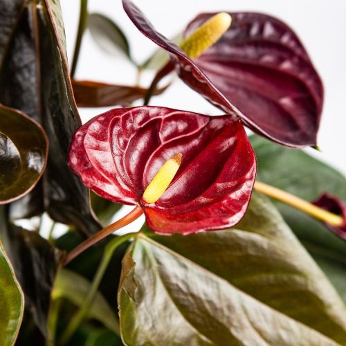 Антуриум Anthurium Andreanum Delicata Just Perfection 4+ 50/14 (Н)