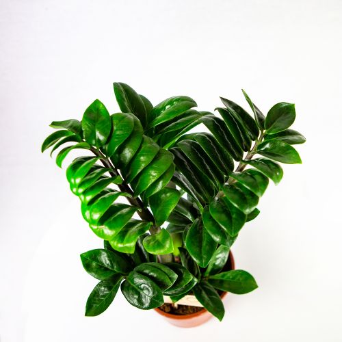 Замиокулькас Зензи Zamioculcas Zenzi 4+ 40/14 (Н)