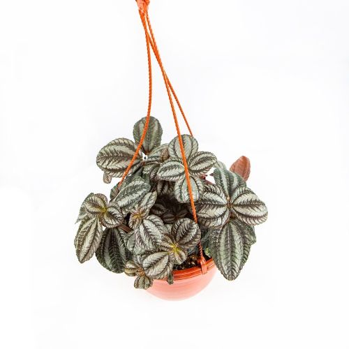 Пилея оберточная Норфолк Pilea involucrata Norfolk п/к 3,5л