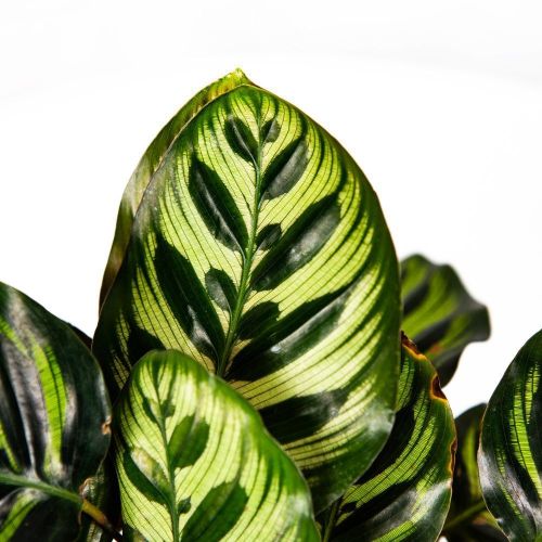 Калатея Макоя Calathea makoyana 35/12