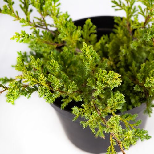 Можжевельник чешуйчатый Блю Швед Juniperus squamata Blue Swede 10л (ЗК)