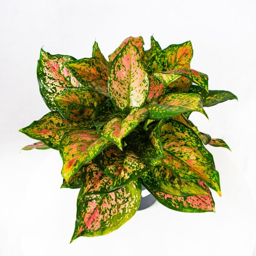 Аглаонема Кримсон Лав Aglaonema Crimson Love 40/19 (Н)