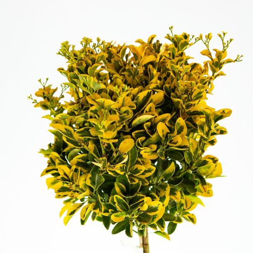 Бересклет японский Элегантиссима Ауреа 1/2 ШТАМБ Euonymus japonicus Elegantissima Aurea 18л (И)