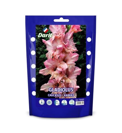 Гладиолус Кавказ Gladiolus Caucasus 12/+, Darit дой-пак 7шт.